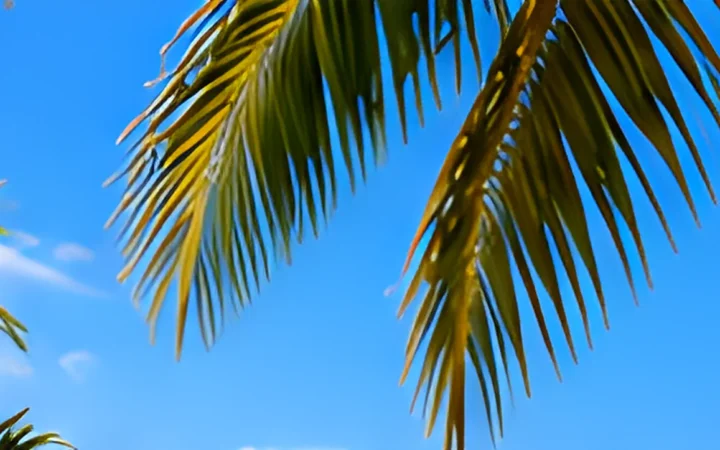 Palmes sur un ciel bleu intense.