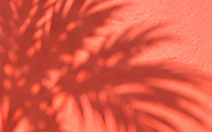 Ombre de palmes sur un enduit corail.